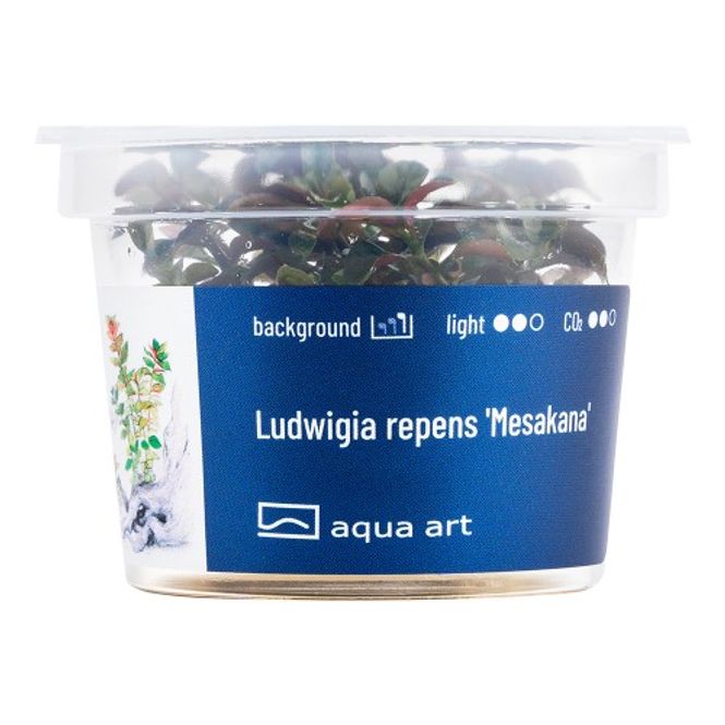 Hovedbilde Aqua-Art Invitro Ludwigia repens 'Mesakana'