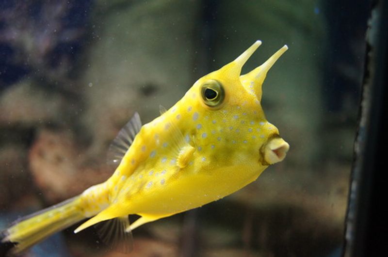 Lactoria cornutus Longhorn cowfish 4-6cm