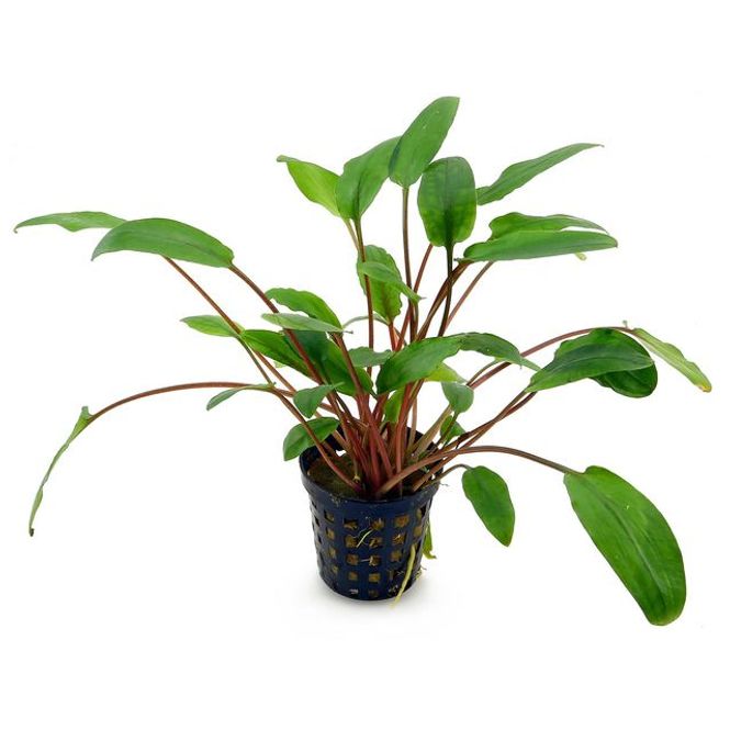 Hovedbilde Cryptocoryne viridifolia