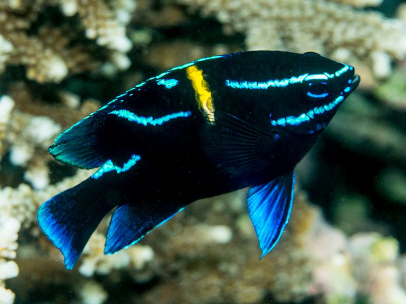 Neoglyphidodon oxyodon 