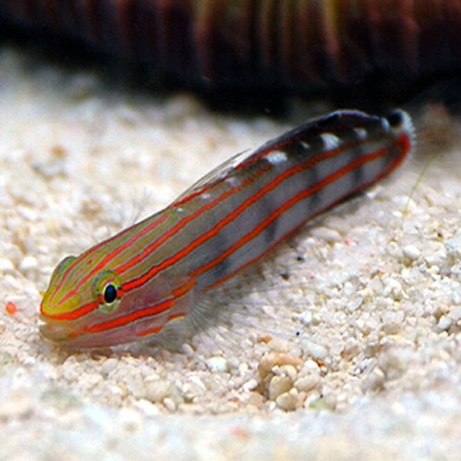 Hovedbilde Amblygobius rainfordi 