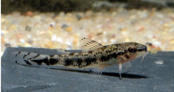 Hovedbilde CORYDORAS SP. CW-153