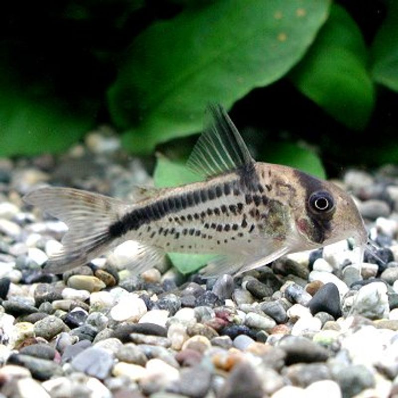 Corydoras Loxozonus  VF