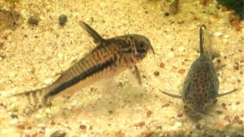 Corydoras spaliwini