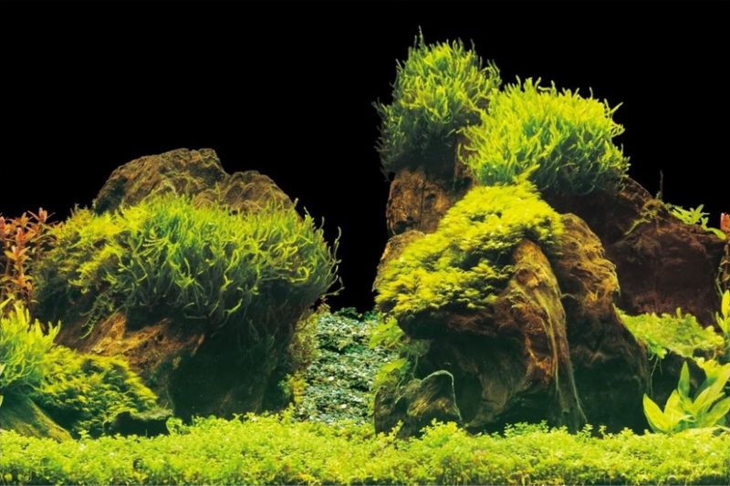 Bakgrunn 100x50cm ROCK/PLANTS 