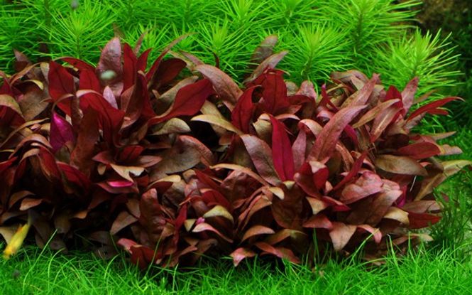 Hovedbilde Alternanthera reineckii  mini