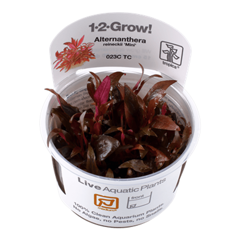 Alternanthera reineckii  mini