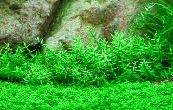 Hovedbilde Gratiola viscidula Invitro 