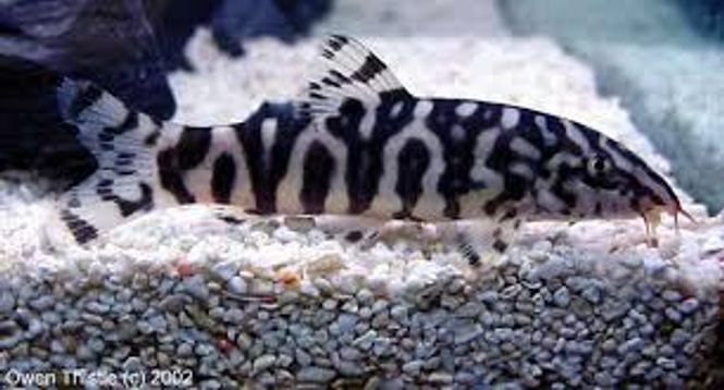 Hovedbilde Pakistan botia 