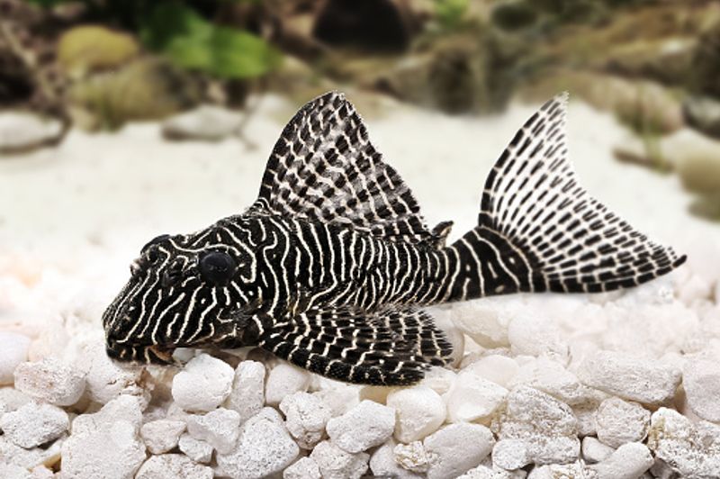 L260 Hypancistrus 4-5cm