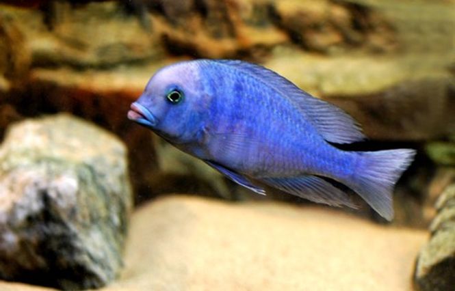 Hovedbilde BLÅ DELFINCIKLID 4-6CM