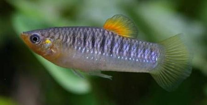 Hovedbilde Limia tridens VF