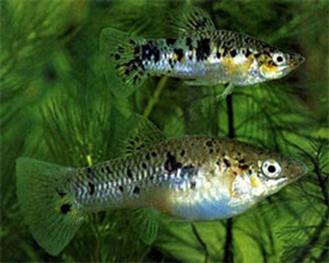 Hovedbilde Cuba Limia / Limia Vittata VF