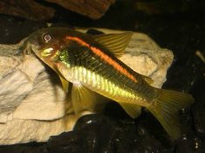 Hovedbilde CORYDORAS AENEUS CW023  Orange laser 