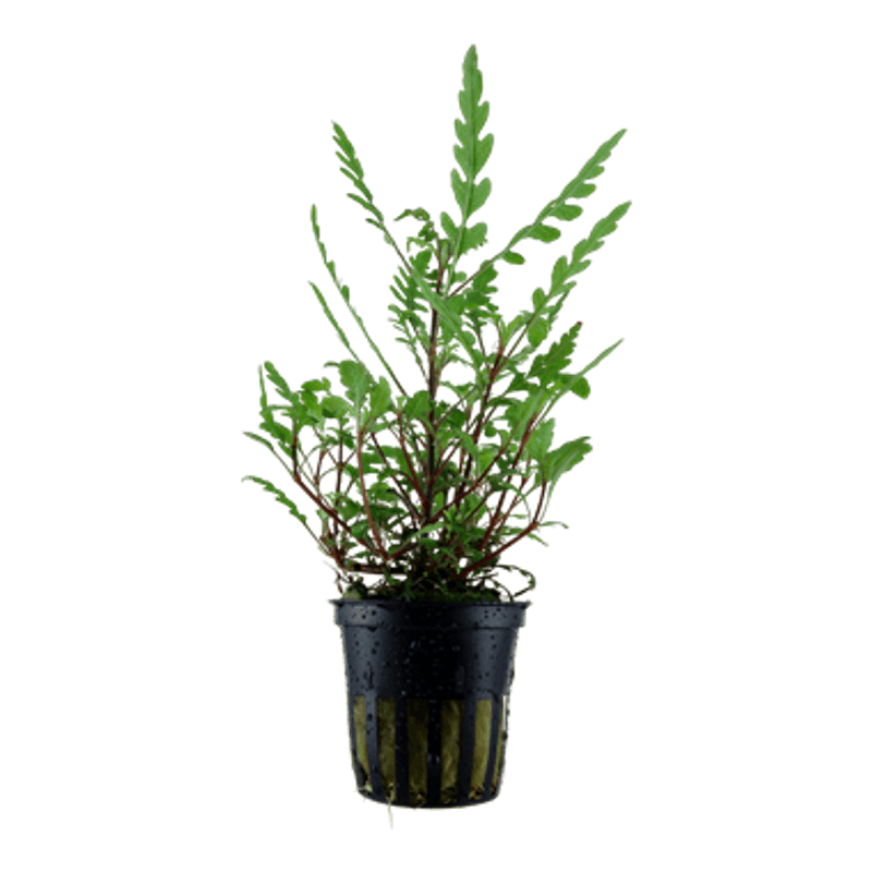 Hygrophila pinnatifida - Potte
