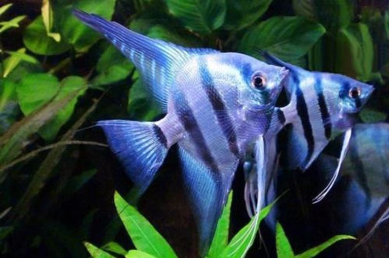 Scalare Blue Neon  3-4cm
