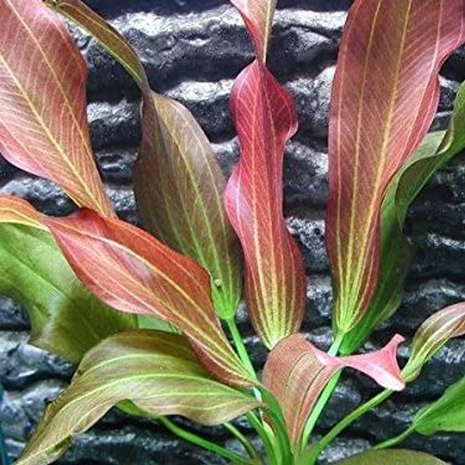 Hovedbilde Echinodorus Hot Pepper