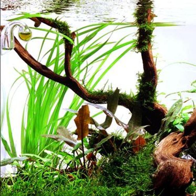 Hovedbilde Cyperus Helferi - Potte