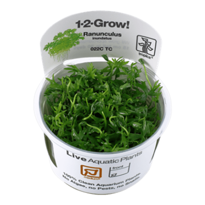 Hovedbilde Ranunculus inundatus - 1-2 Grow!