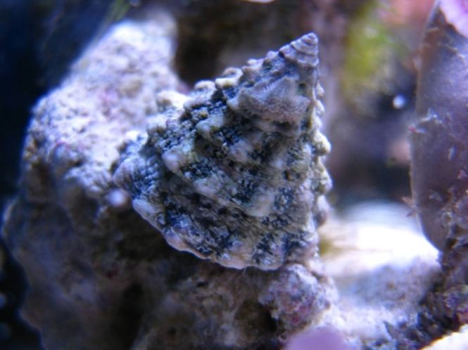 Hovedbilde Tectus fenestratus xxl (show size)