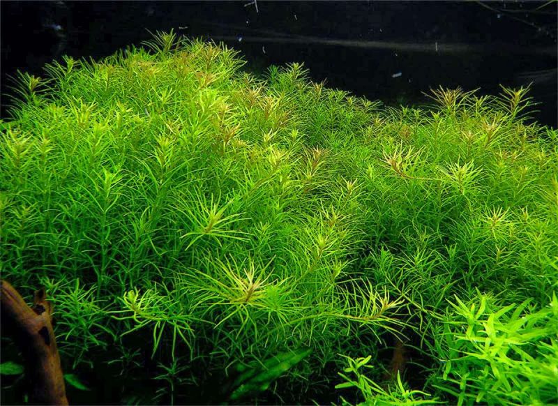 rotala boshi nanjenshan