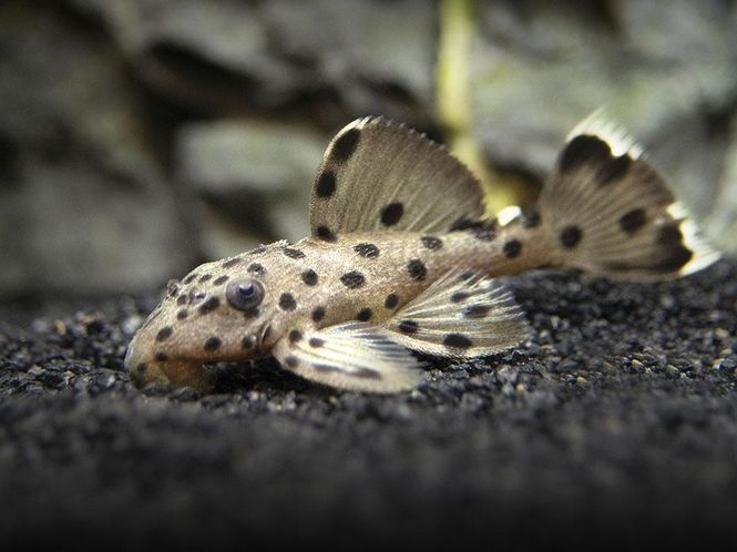 Hovedbilde L264  Leporacanthicus joselimai VF 5-7cm