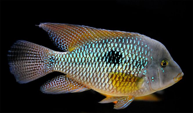 Hovedbilde GEOPHAGUS BRASILIENSIS RED 