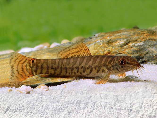 Hovedbilde Paracanthocobitis rubidipinnis 8cm
