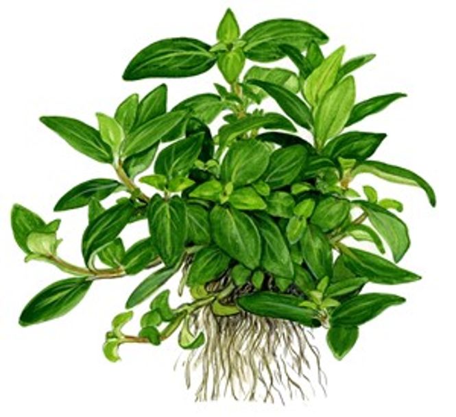 Hovedbilde Staurogyne repens - 1-2 Grow!