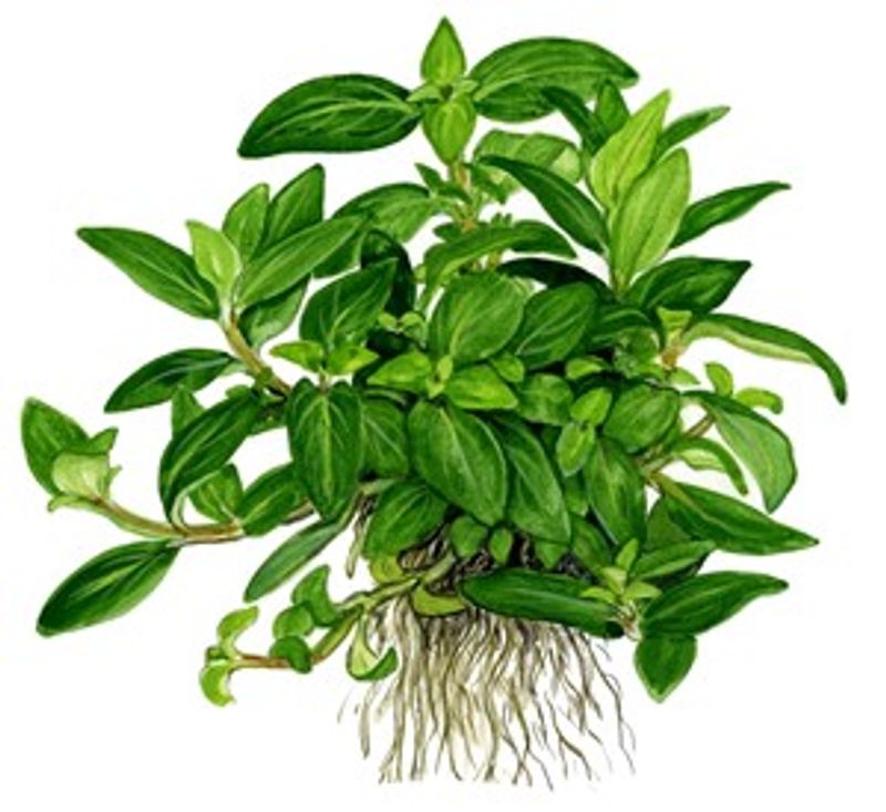 Staurogyne repens - 1-2 Grow!