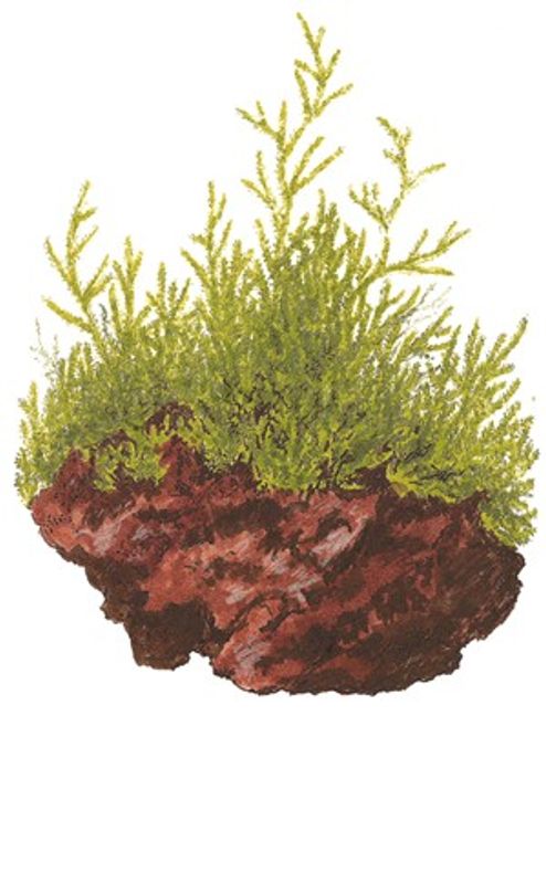 Taxiphyllum barbieri - Porsjon