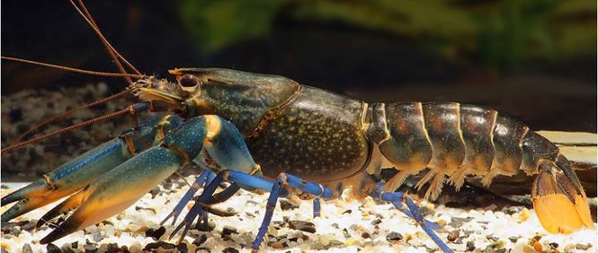Hovedbilde Cherax Blue moon 10-12cm
