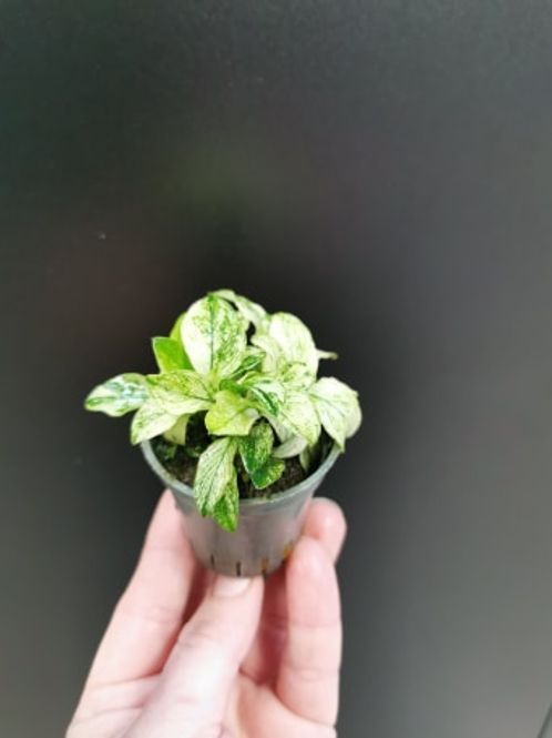 Hovedbilde Anubias Nana Pinto (sjelden)