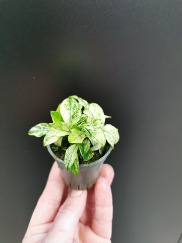 Anubias Nana Pinto (sjelden)