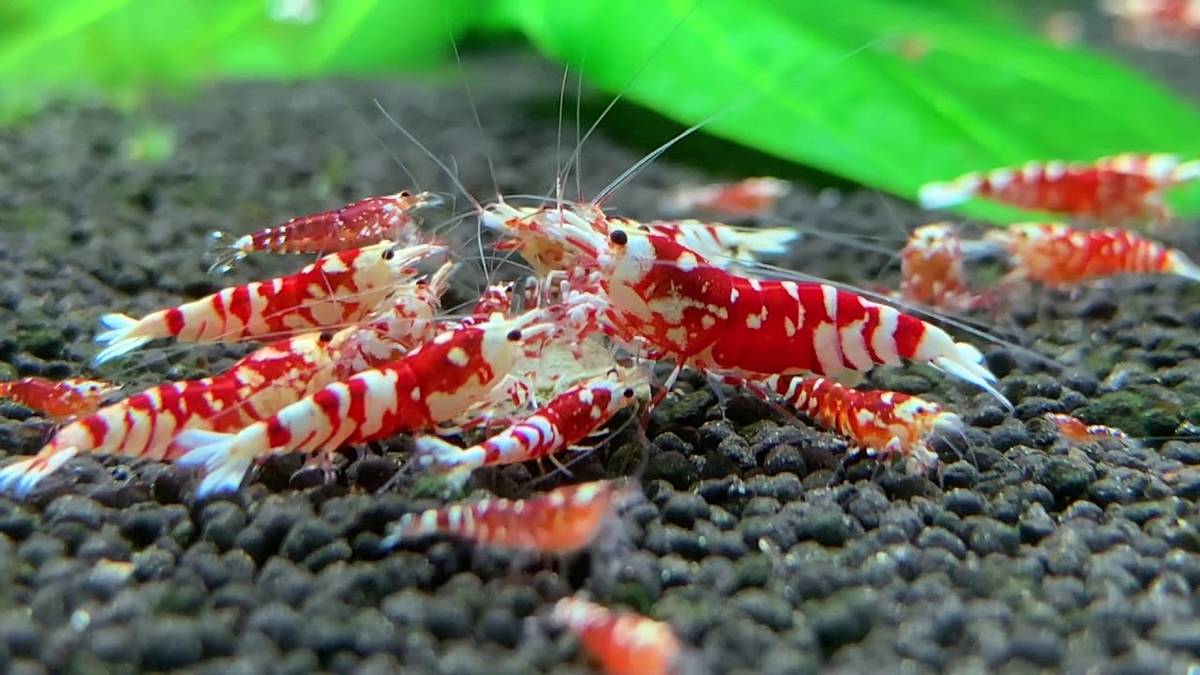 Caridina Fancy Tiger Red 