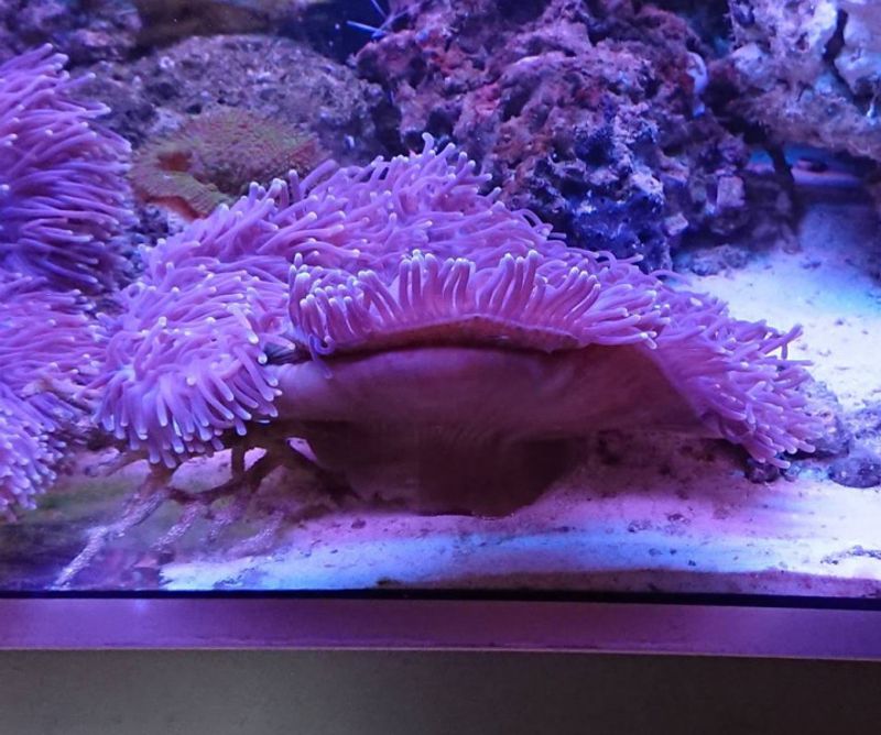 ANEMONE  /Heteractis sp