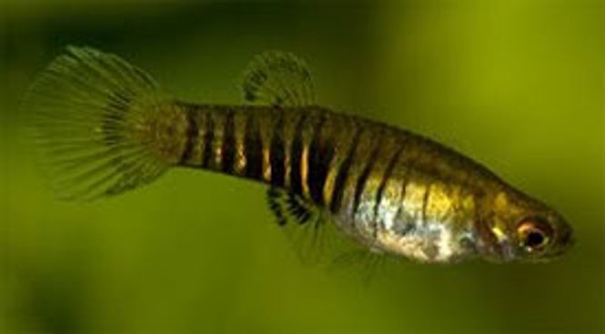 Hovedbilde Neoheterandia Elegans ( Tiger Teddy )