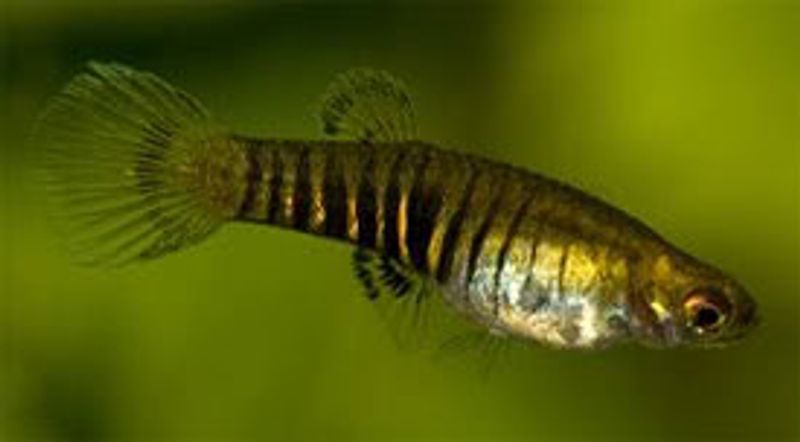 Neoheterandia Elegans ( Tiger Teddy )