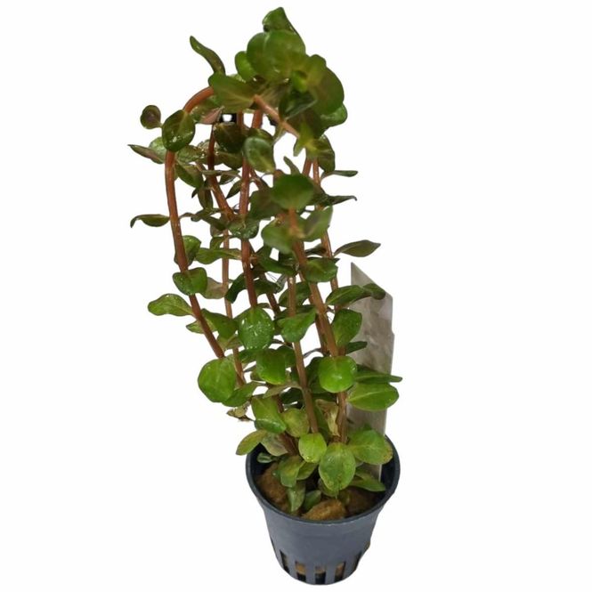 Hovedbilde Rotala sp Blood Red  Akvarieplante
