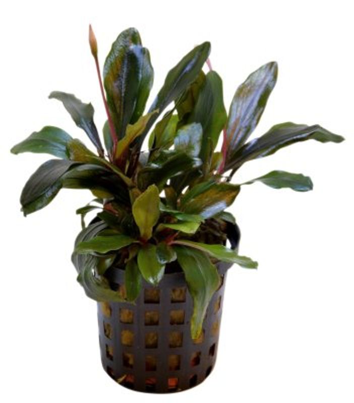 BUCEPHALANDRA THEIA  