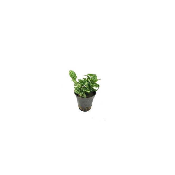 Hovedbilde Fittonia Green Terrarieplante