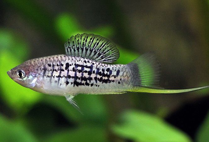 Hovedbilde Xiphophorus nezahualcoyotl