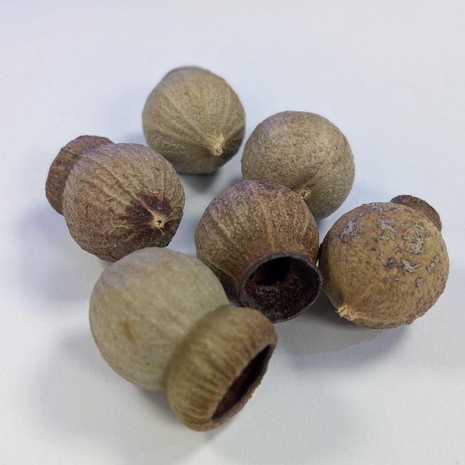 Hovedbilde AB Eucalyptus Shelter Medium