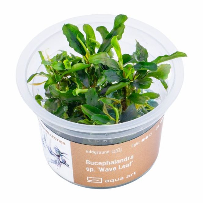 Hovedbilde Aqua-Art Invitro Bucephalandra sp. ’Wave leaf’
