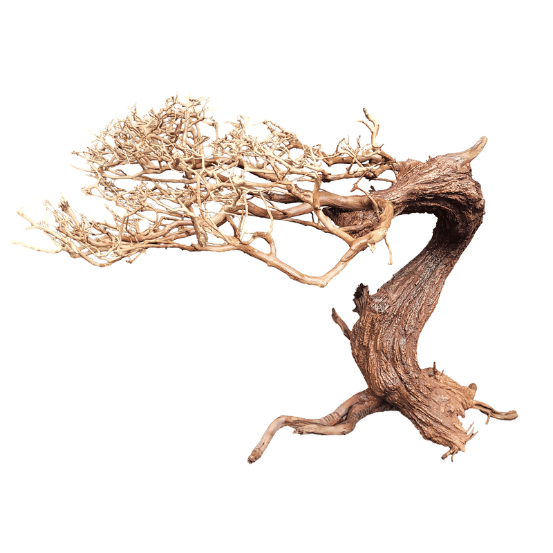 Wio Bonsai Arboretum Medium L: 30 - 50cm.  H: 25 - 35cm