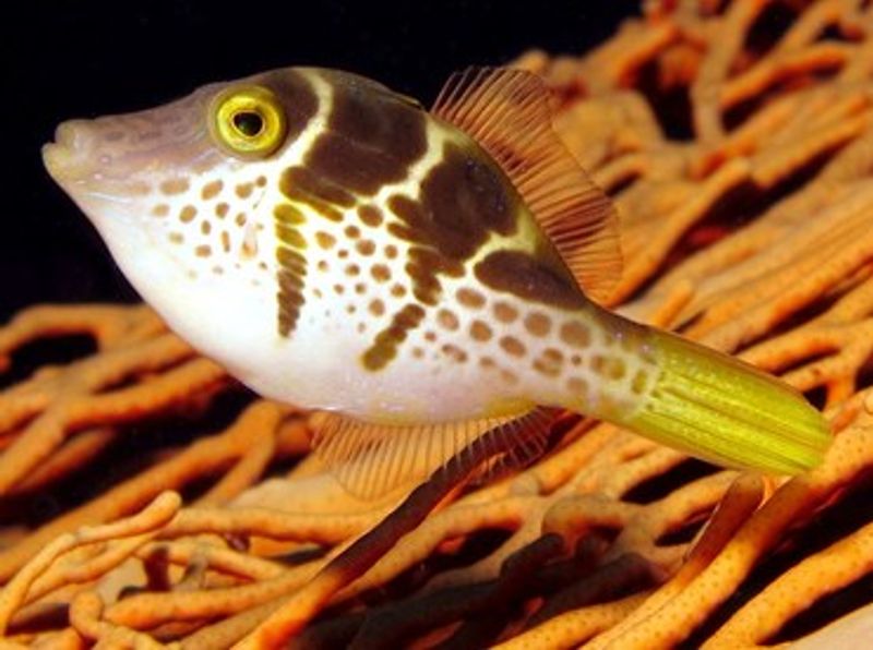 Paraluteres prionurus Mimic Filefish