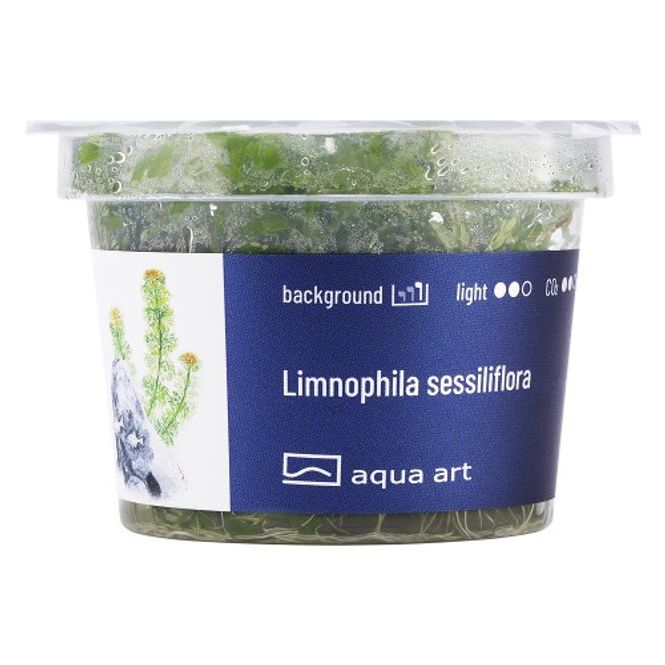 Hovedbilde Aqua-Art Invitro Limnophila sessiliflora