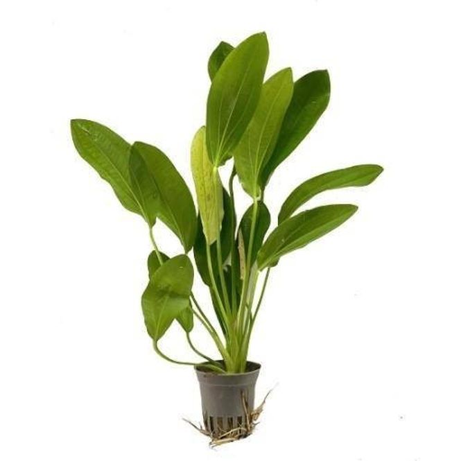 Hovedbilde Echinodorus uruguayensis Akvarieplante