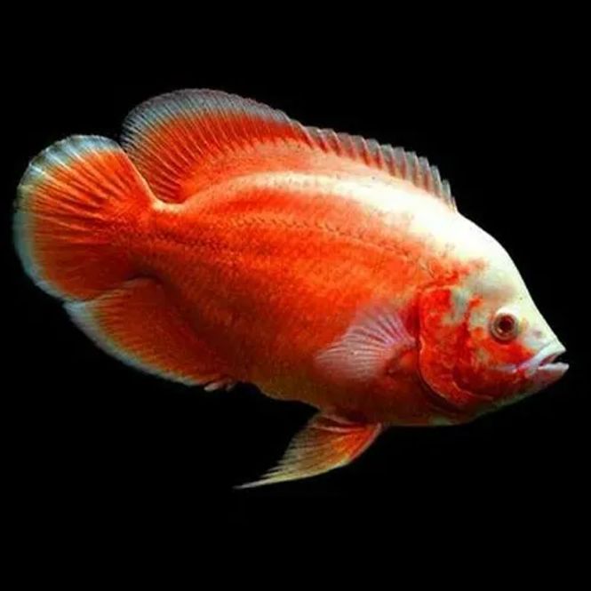 Hovedbilde Red Chilli Oscar Ciklide 