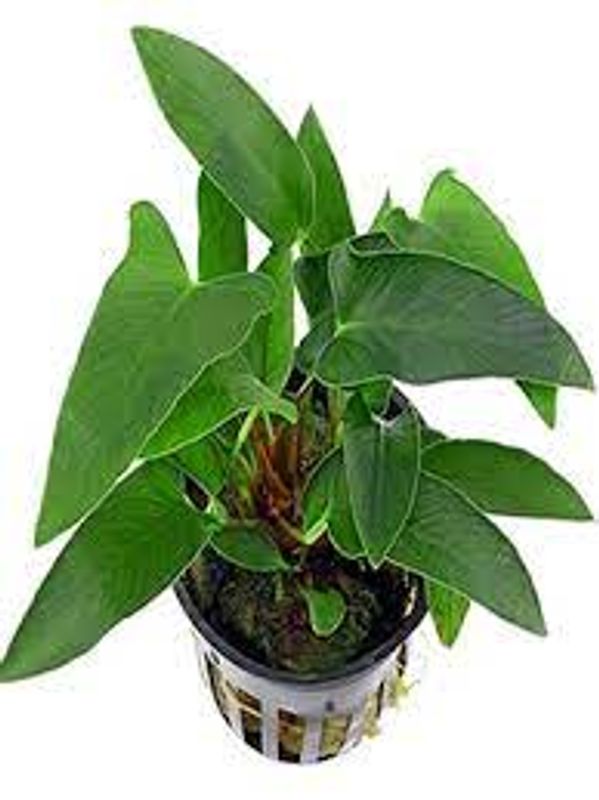 Anubias gracilis Akvarieplante